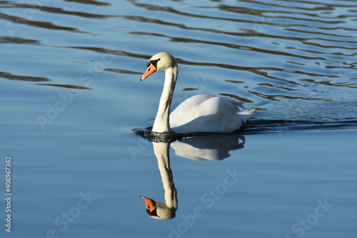 Gans  Schwan und andere Vogelarten aus Kassel