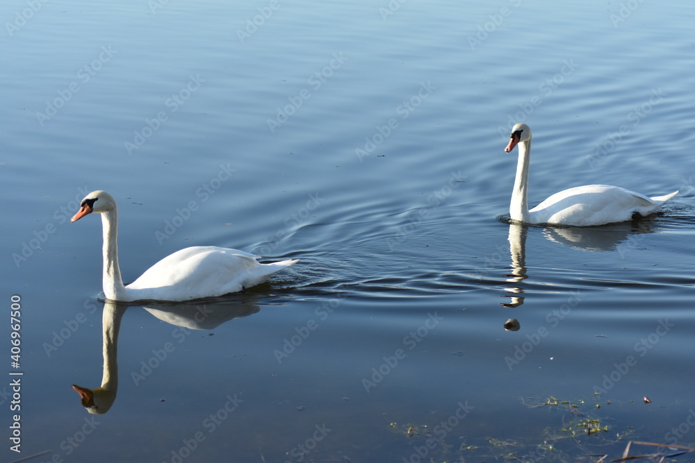 Fototapeta premium Gans, Schwan und andere Vogelarten aus Kassel