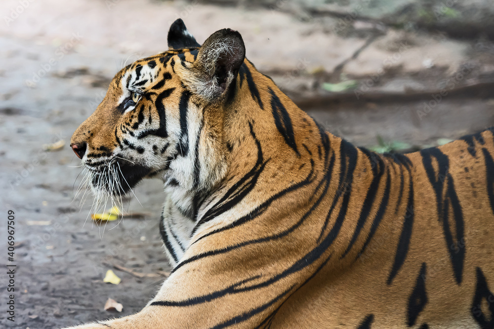 Tiger resting during the day in a zoo enclosure, wild animal in nature. Tiger resting during the day in a zoo enclosure, wild animal in nature.