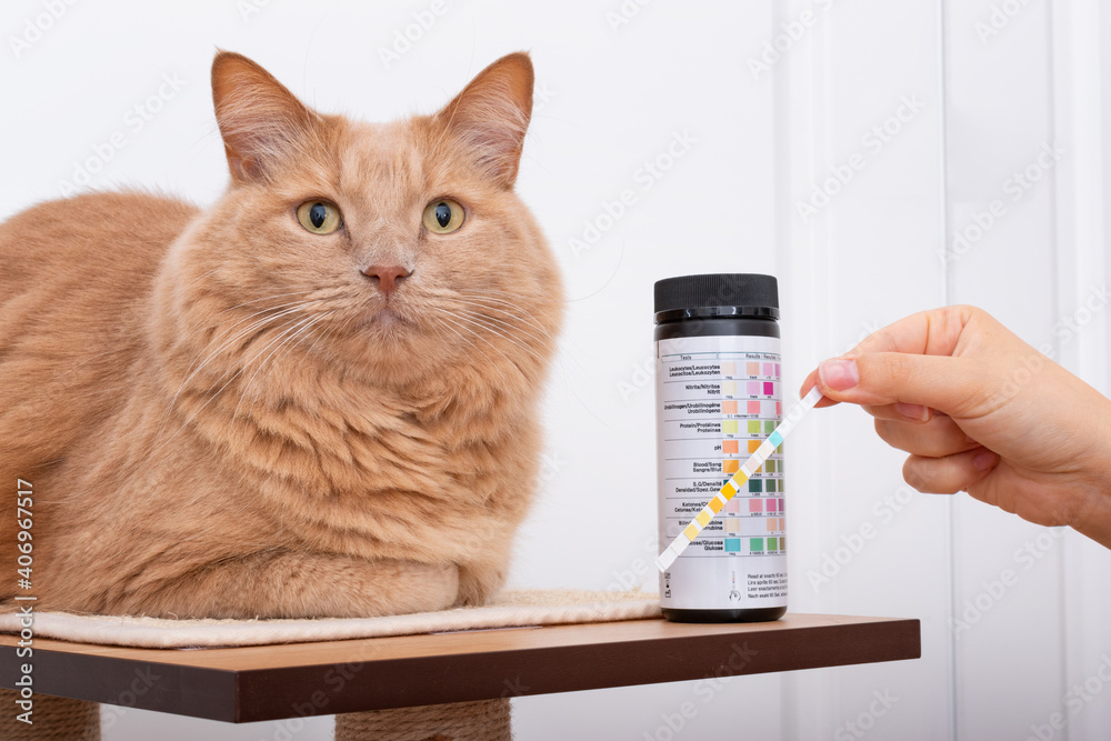 Curious cat looking at his owner while collecting urine sample with dosing pipette for