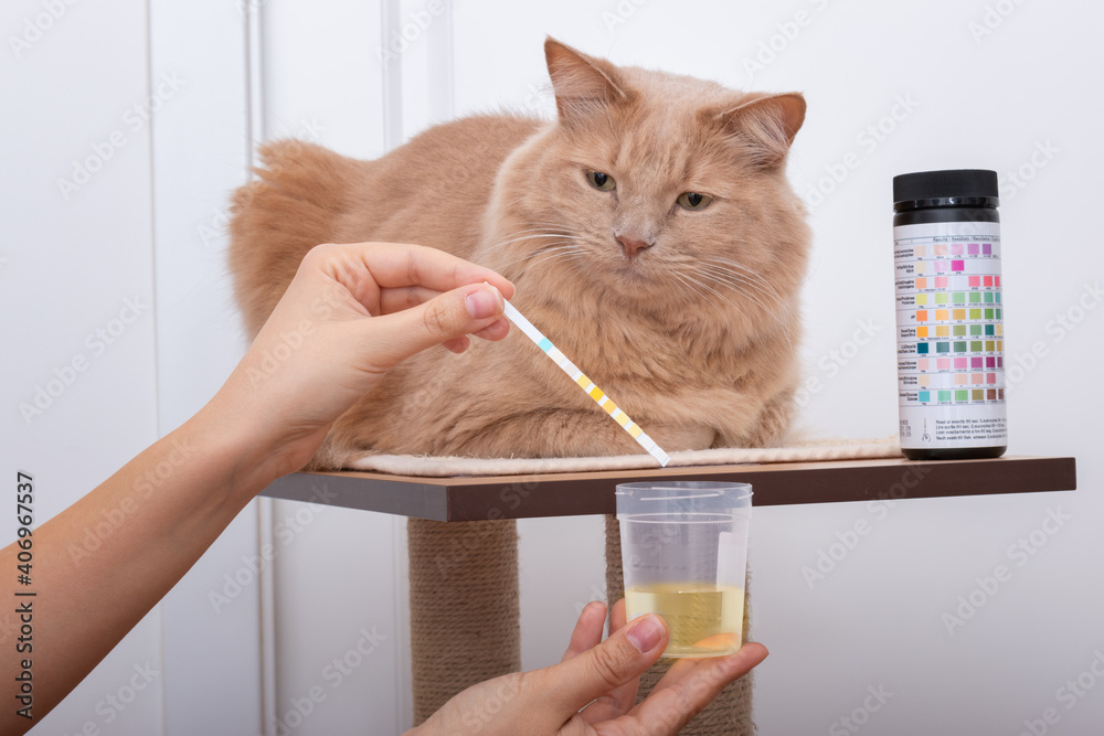 Curious cat looking at his owner while collecting urine sample with