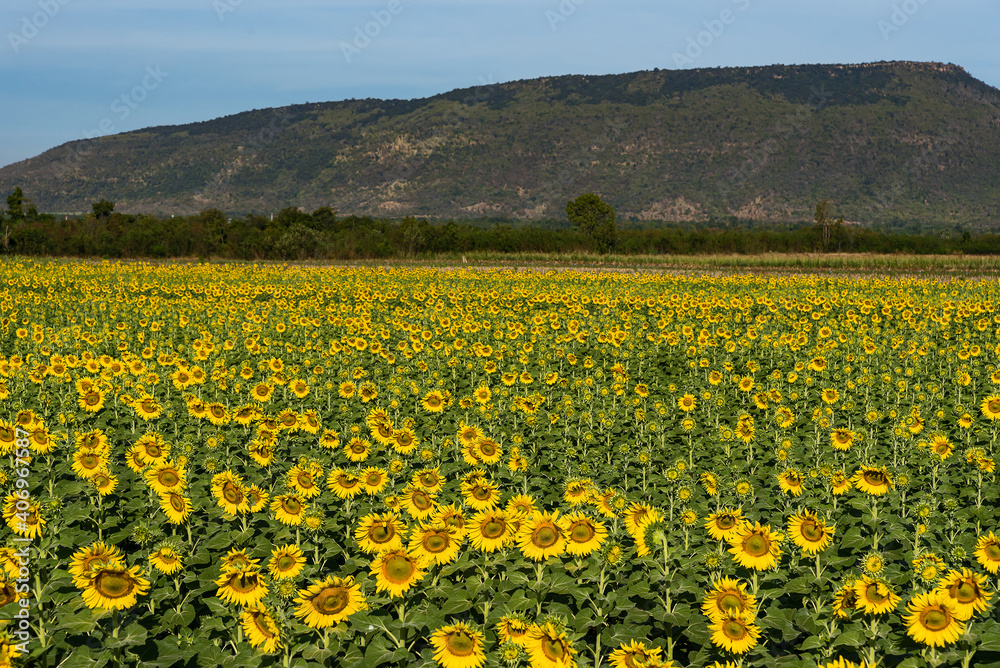 Obraz premium Sunflower field nature scene. Sunflowers. Sunflower field landscape. Sunflower field view