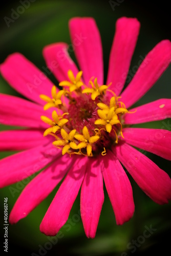 Close-up of pink Zinnia flower in the garden.
