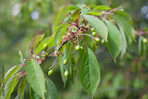 Prunus avium -  wild cherry tree with small green fruit.