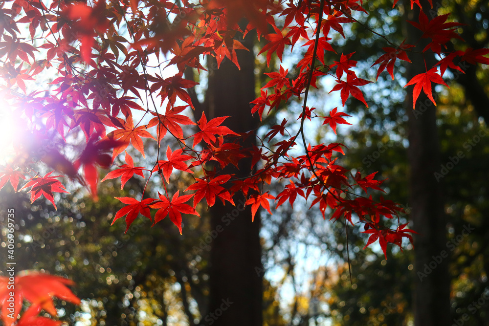 日本の秋の紅葉 もみじ 紅葉 夕暮れ 和風 モダン 日本の秋の紅葉 もみじ 紅葉 夕暮れ 和風 モダン