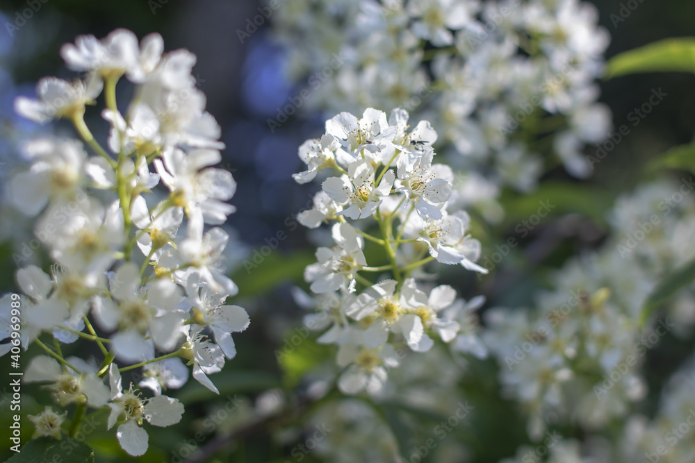 Flowers Flowers