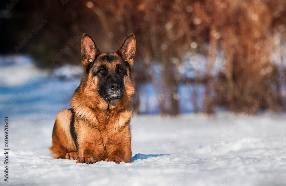 shepherd dog lying in the snow