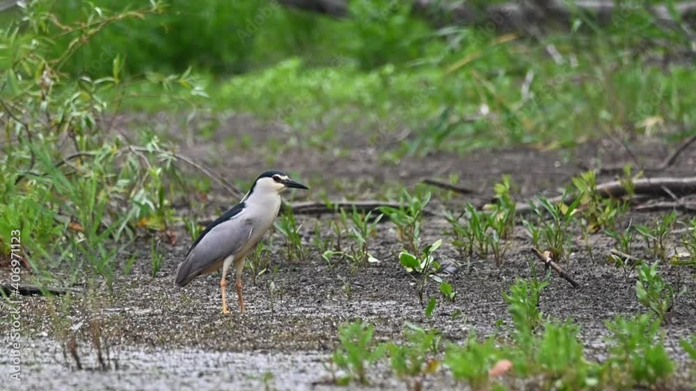 Slow Motion of Black Crowned Night Heron hunting Slow Motion of Black Crowned Night Heron hunting