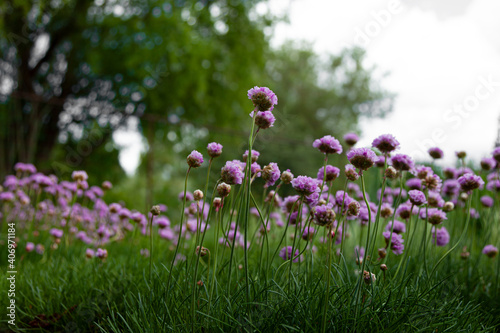 Purple flowers in the garden. Onion  or chives  is a perennial herbaceous plant Latin name  Allium schoenoprasum.