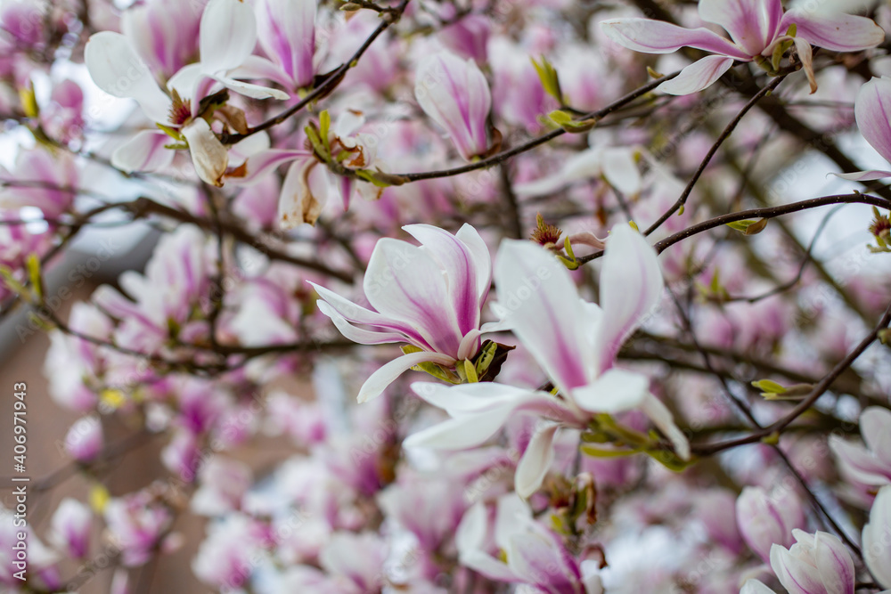 Natural background concept. Pink magnolia branch. Magnolia tree blossom. Blossom magnolia branch on nature background. Magnolia flowers in spring time. Natural background concept. Pink magnolia branch. Magnolia tree blossom. Blossom magnolia branch on nature background. Magnolia flowers in spring time.