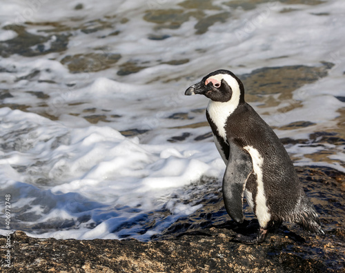 Penguin stands on the ocean shore before entering the water.