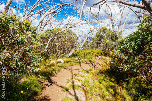 Mount Buller Walking and Biking Trails in Summer photo