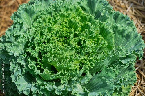 Green Lettuce Salad Plant in a row