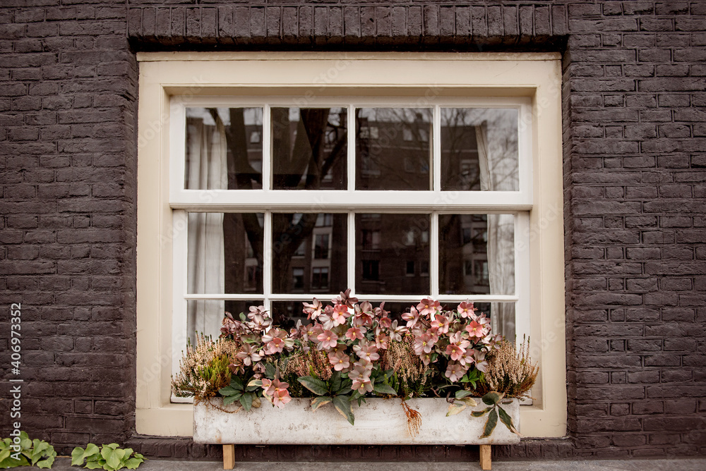 Flower filled window boxes. Urban gardening landscaping design. Amsterdam. hellebore in the window box.