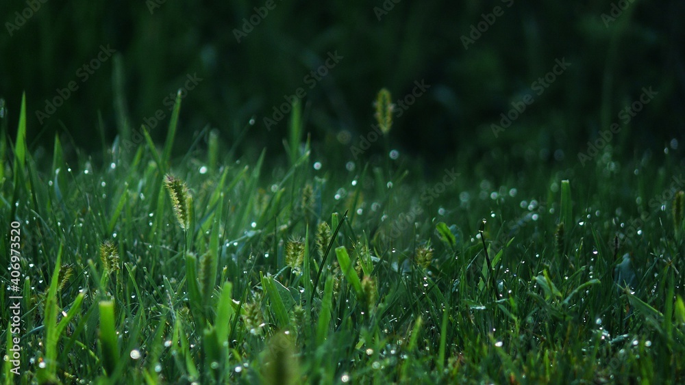 grass with dew drops