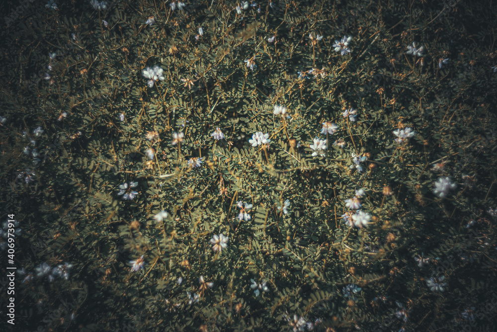 Soft focus flowers- light bokeh Soft focus flowers- light bokeh