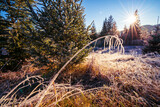 Small grass covered with frost from frost against the backdrop of the bright sun and evergreen trees