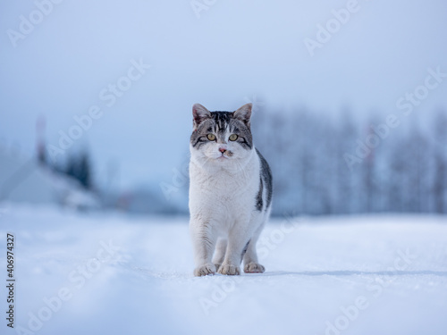 冬の猫