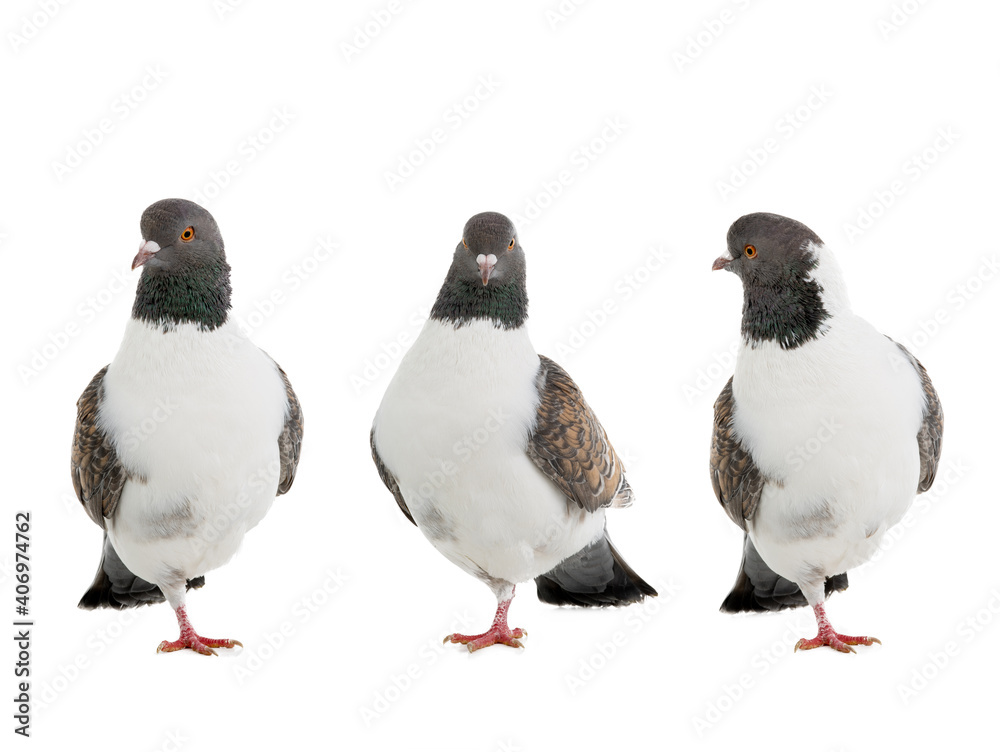 Naklejka premium German pigeons modena standing on one leg isolated on white background