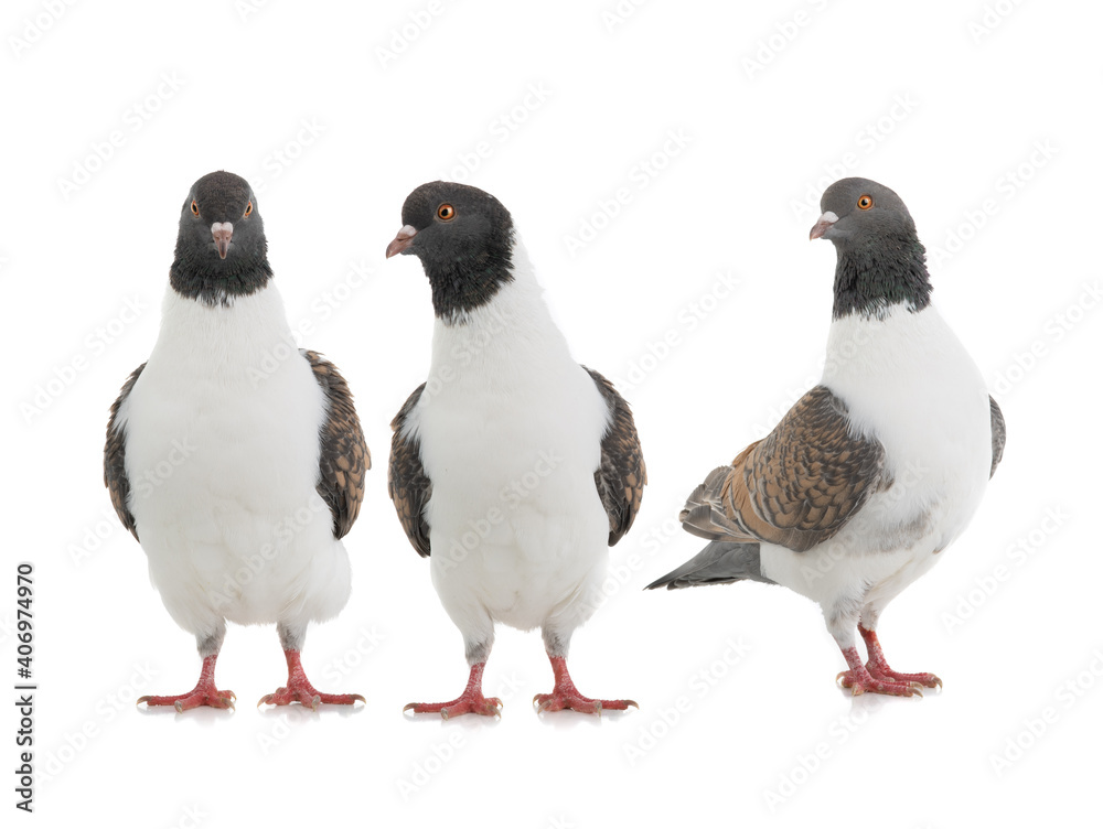 Fototapeta premium German pigeons modena isolated on white background