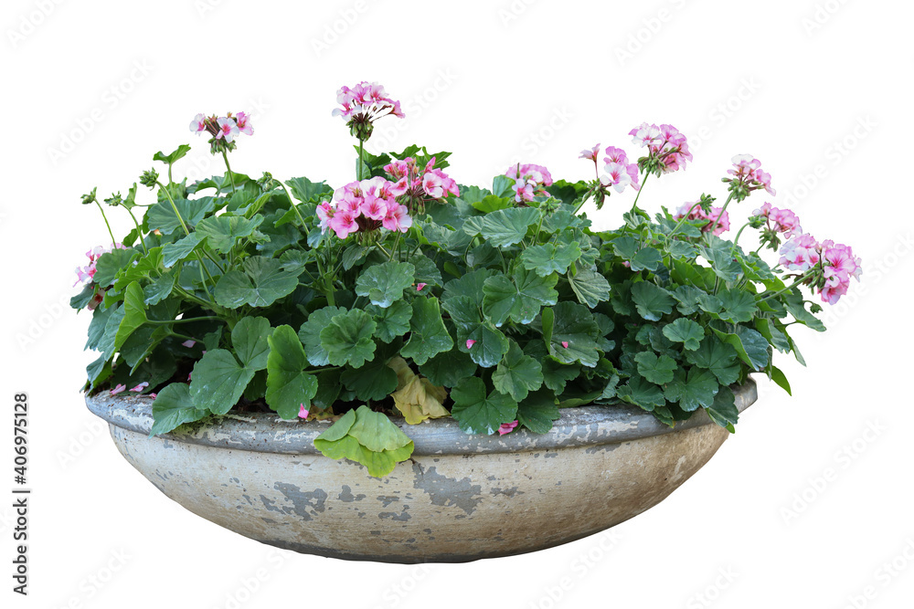 Tropical plant flower bush tree isolated on white background with clipping path Tropical plant flower bush tree isolated on white background with clipping path