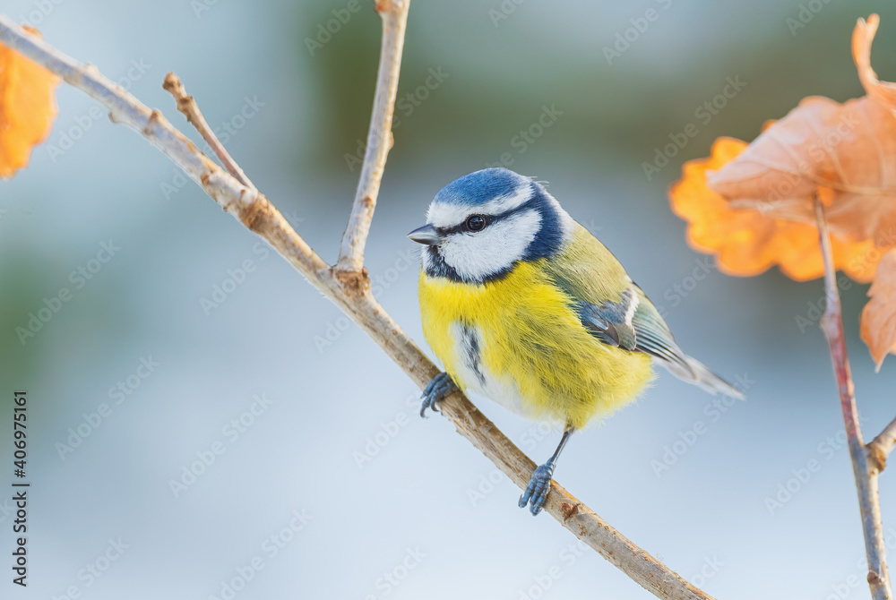 Fototapeta premium Blue Tit - Parus caeruleus, beautiful colored perching bird from European forests and gardens, Czech Republic.
