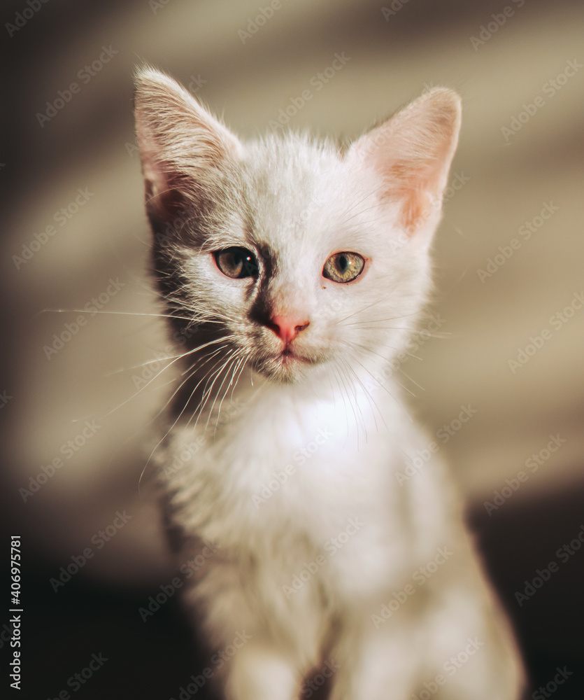 portrait of a white cat portrait of a white cat