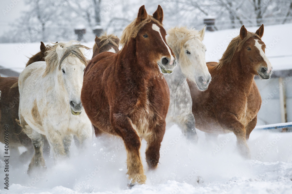 Obraz premium 冬の馬