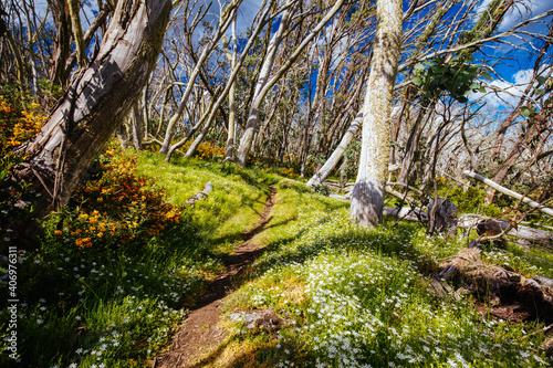 Mount Buller Walking and Biking Trails in Summer photo