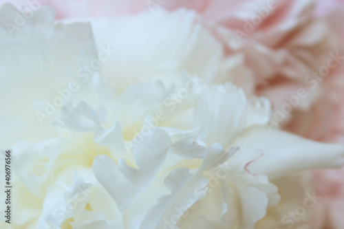 soft pink peony flowers background © Iveta
