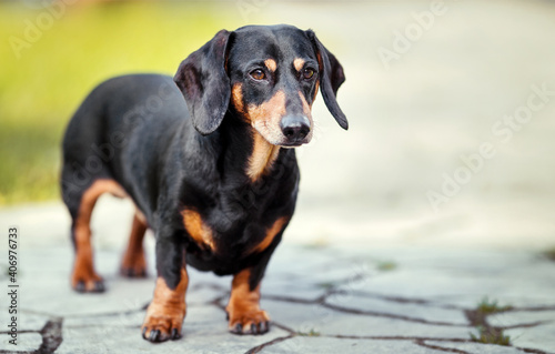 standing dachshund