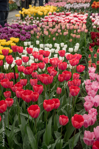 red and white tulips. field of tulips. the process of growing tulips. tulip farm