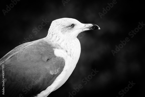 white gull 