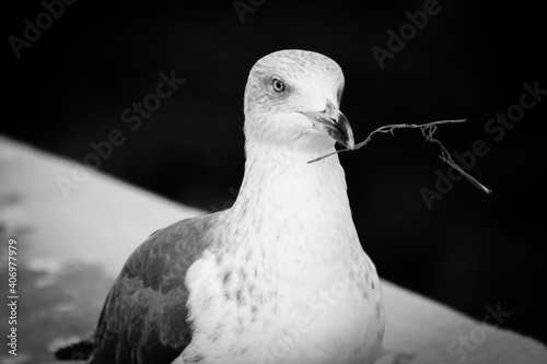 bird