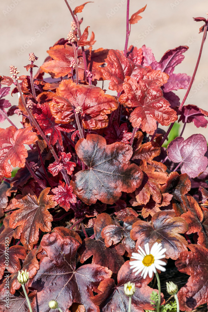 Heucherella 'Brass Lanterns' a herbaceous perennial a spring summer foliage plant with a white flower which is a cross between heuchera and tiarella, stock photo image Heucherella 'Brass Lanterns' a herbaceous perennial a spring summer foliage plant with a white flower which is a cross between heuchera and tiarella, stock photo image