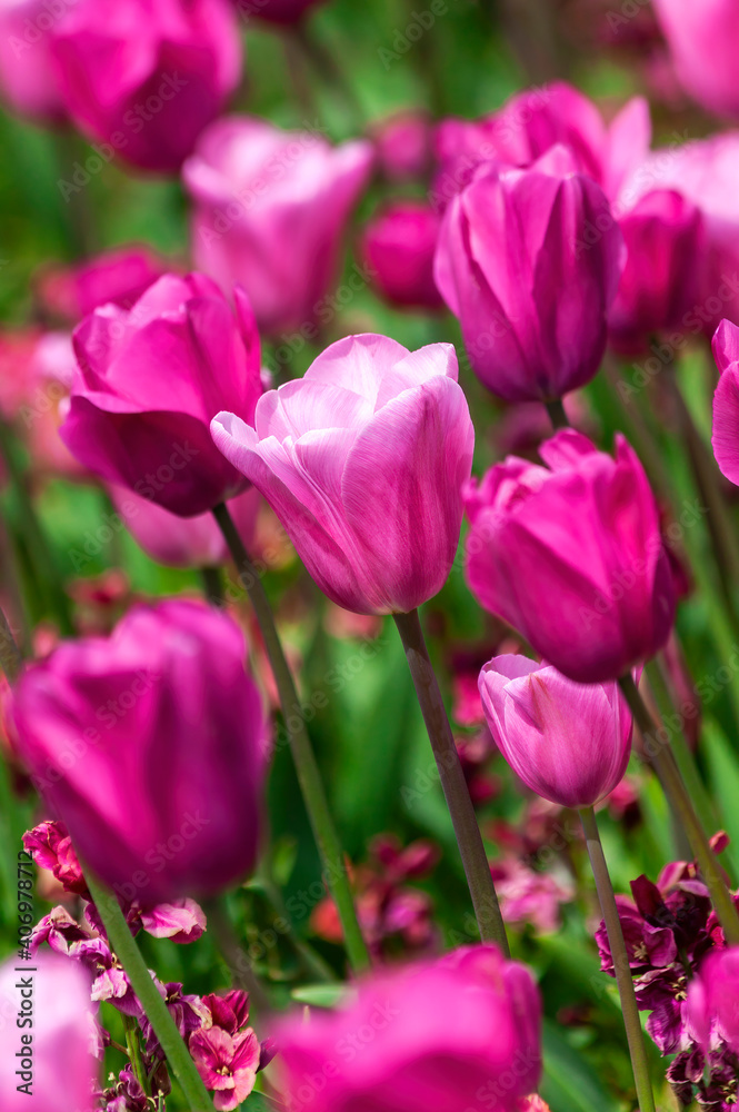 Tulip background (tulipa) a spring flowering plant with a pink springtime flower in a public park during March and April, stock photo image