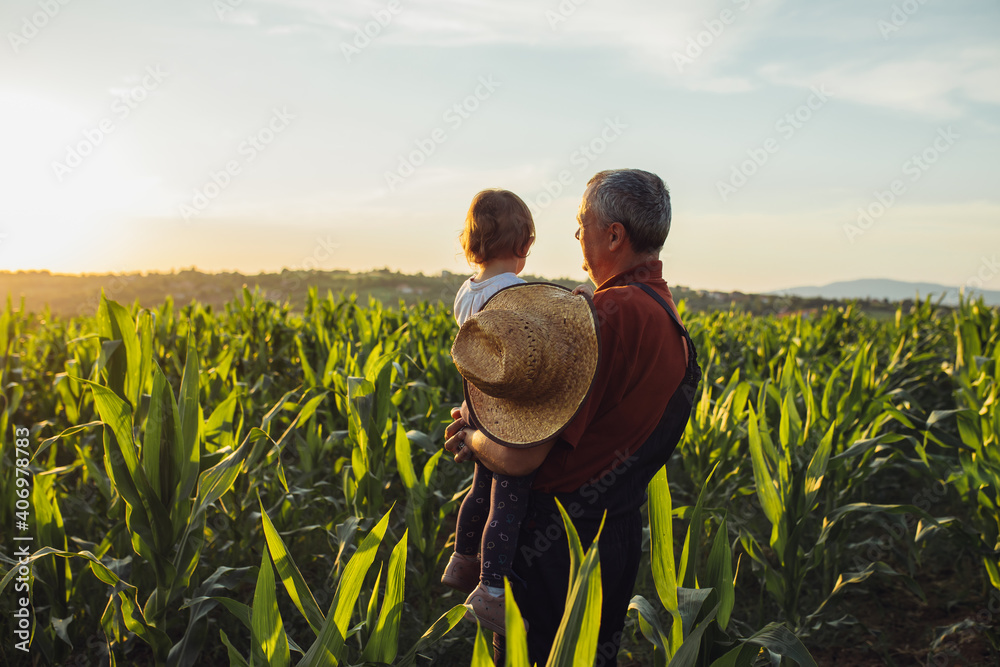 Happy family in corn field. Family standing in corn field an looking at sun rise Happy family in corn field. Family standing in corn field an looking at sun rise