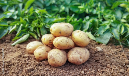 Potatoes on the ground. Fresh organic potatoes in the field
