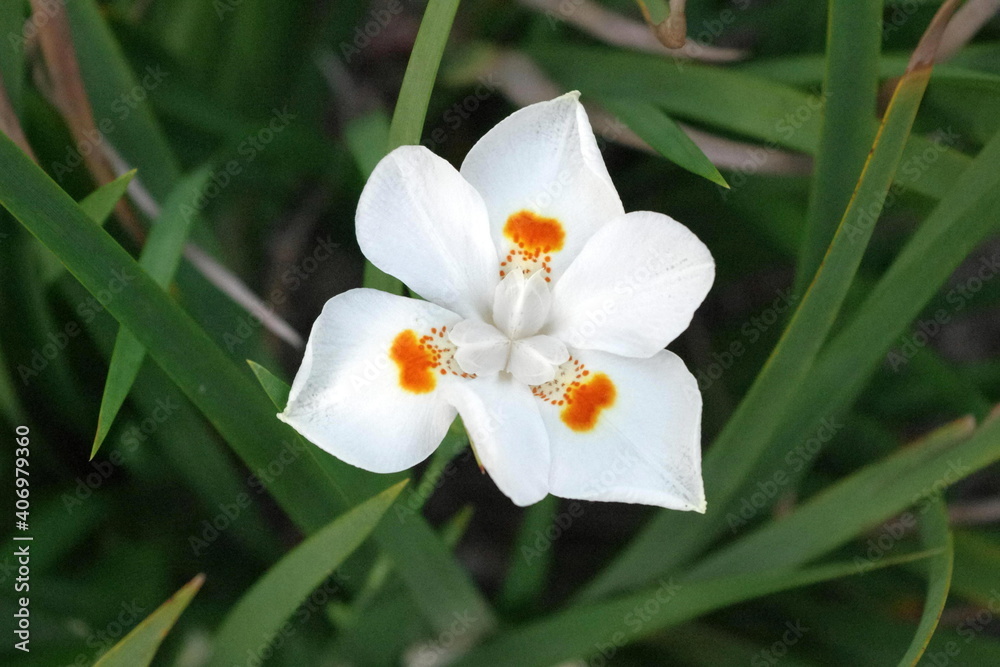 White Narcissus Flower with Orange Spots, Rio de Janeiro's Imperial Botanical Gardens White Narcissus Flower with Orange Spots, Rio de Janeiro's Imperial Botanical Gardens