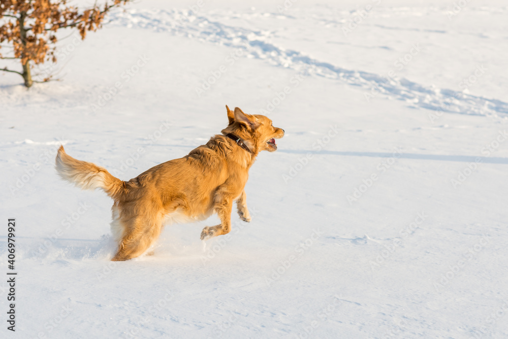 Golden retriever running on the snow at morning. Golden retriever running on the snow at morning.
