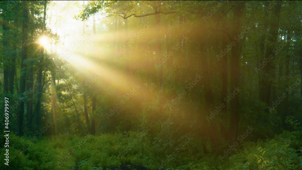 Morning sun rays make their way through trees in a wet rain forest. Green summer forest at sunrise. Sunbeams in the morning fog