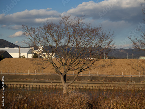 真冬の固く閉じた木