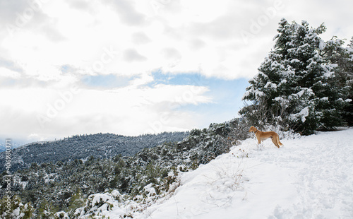 Saluki dog watching the horizon in the snowy mountain with a fires (Abies pinsapo) wood in the background. Dogs portraits.