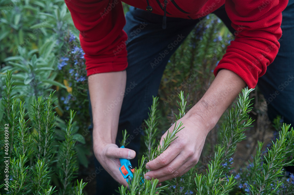 Naklejka premium Caucasian man picking up rosemary in the garden. Young gardener trimming and cultivating aromatic herbs for medical or for culinary purposes, part of a healthy, self sufficient and organic farming.