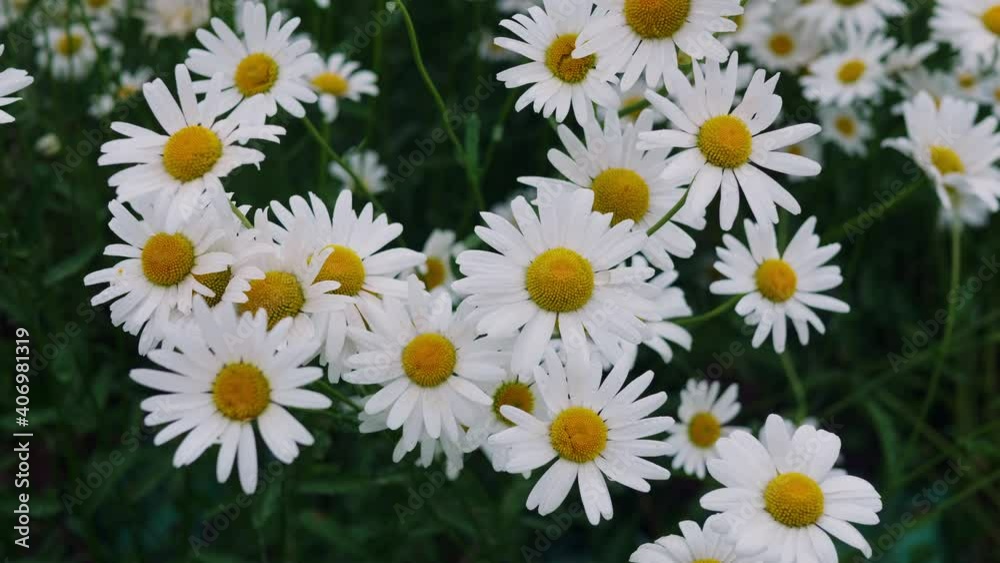 Close-up top view of a group of daisies with white petals and a yellow heart. Authentic natural background. Close-up top view of a group of daisies with white petals and a yellow heart. Authentic natural background.