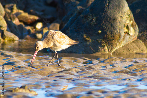 a nice bird was walk on the beach sand, Dili Timor Leste photo