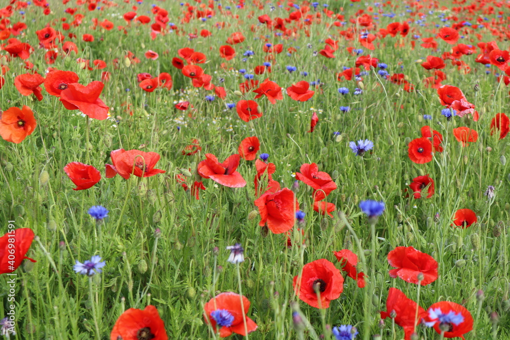 Fototapeta premium Mohnfeld