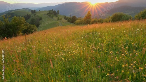 Camera moves through a summer green meadow in the mountains with many colorful flowers. Sun sets behind the mountain, forming beautiful rays and illuminating landscape. Great place to relax from the