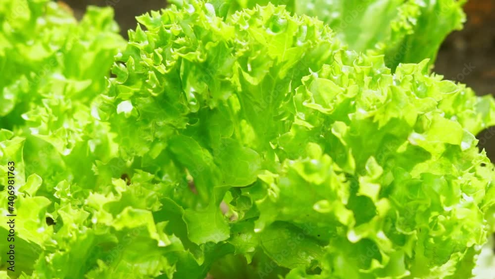 leaf green lettuce plant cultivation ona organic farm. leaf green lettuce plant cultivation ona organic farm.