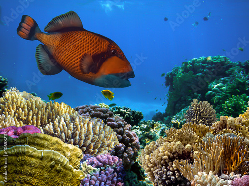 Fototapeta Naklejka Na Ścianę i Meble -  Triggerfish (Balistodes viridescens) swims in the Red Sea